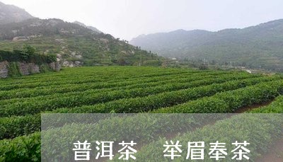 普洱茶 举眉奉茶/2023031681614